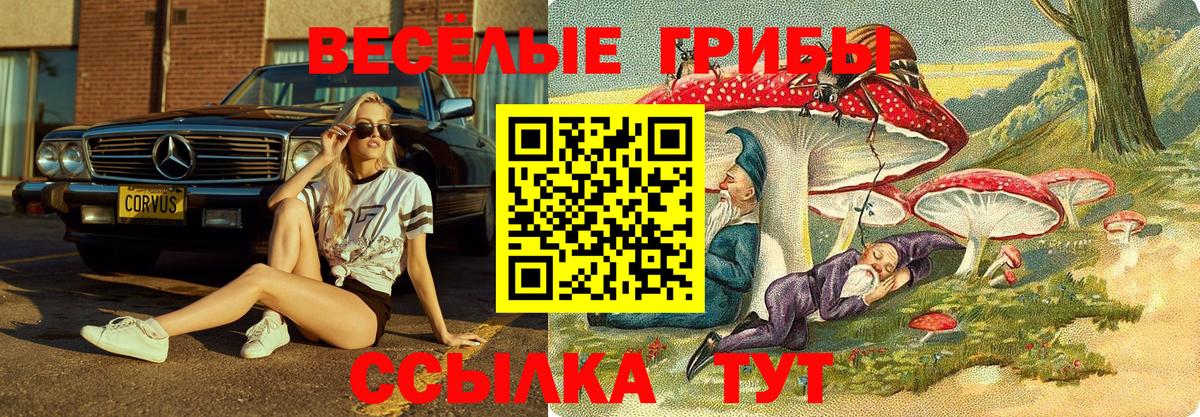 Галлюциногенные грибы Psilocybine cubensis Ачинск